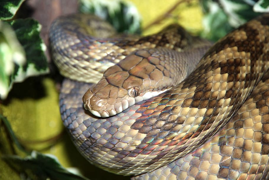 amethyst python, snake, morelia amethistina, reptile, creeping things HD wallpaper