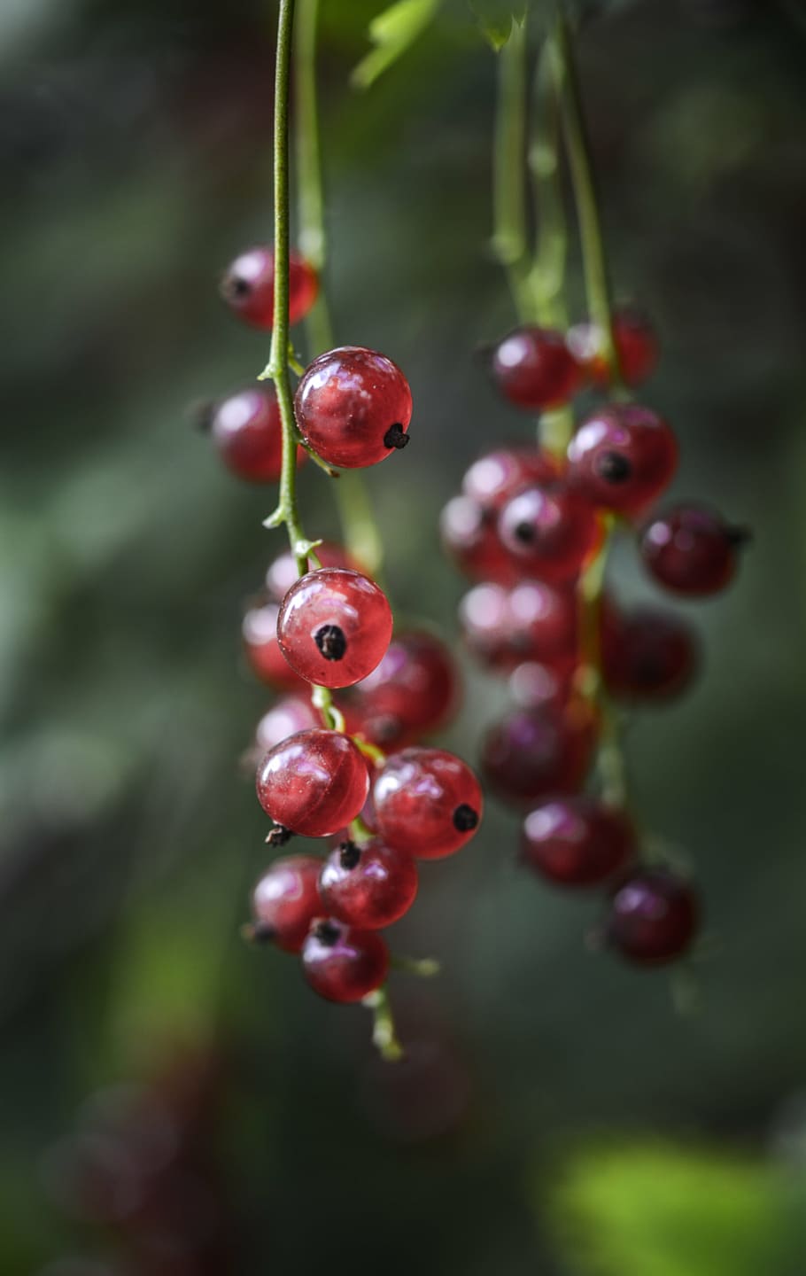 berry, blur, close-up, color, currants, delicious, food, fruit, HD wallpaper