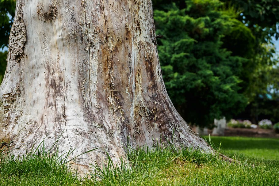 log, bark, nature, tribe, structure, tree bark, plant, tree trunk HD wallpaper