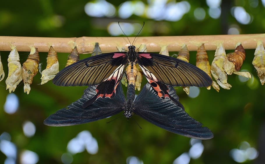 cocoons, butterflies, larva, larvae, insect larvae, macro, nature HD wallpaper