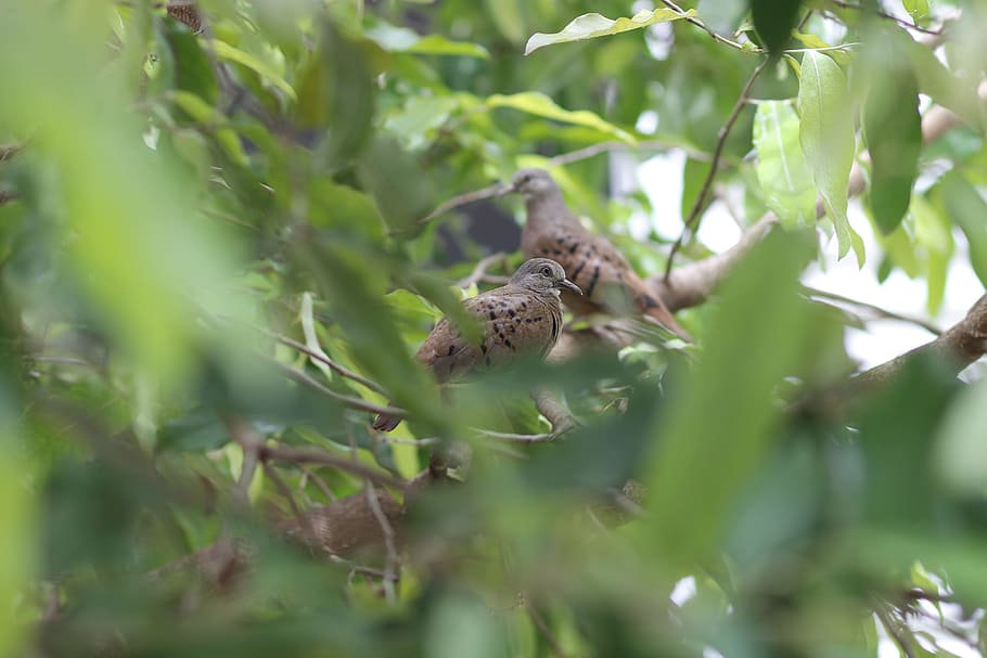 bird, tree, nature, animal, animal themes, animal wildlife HD wallpaper