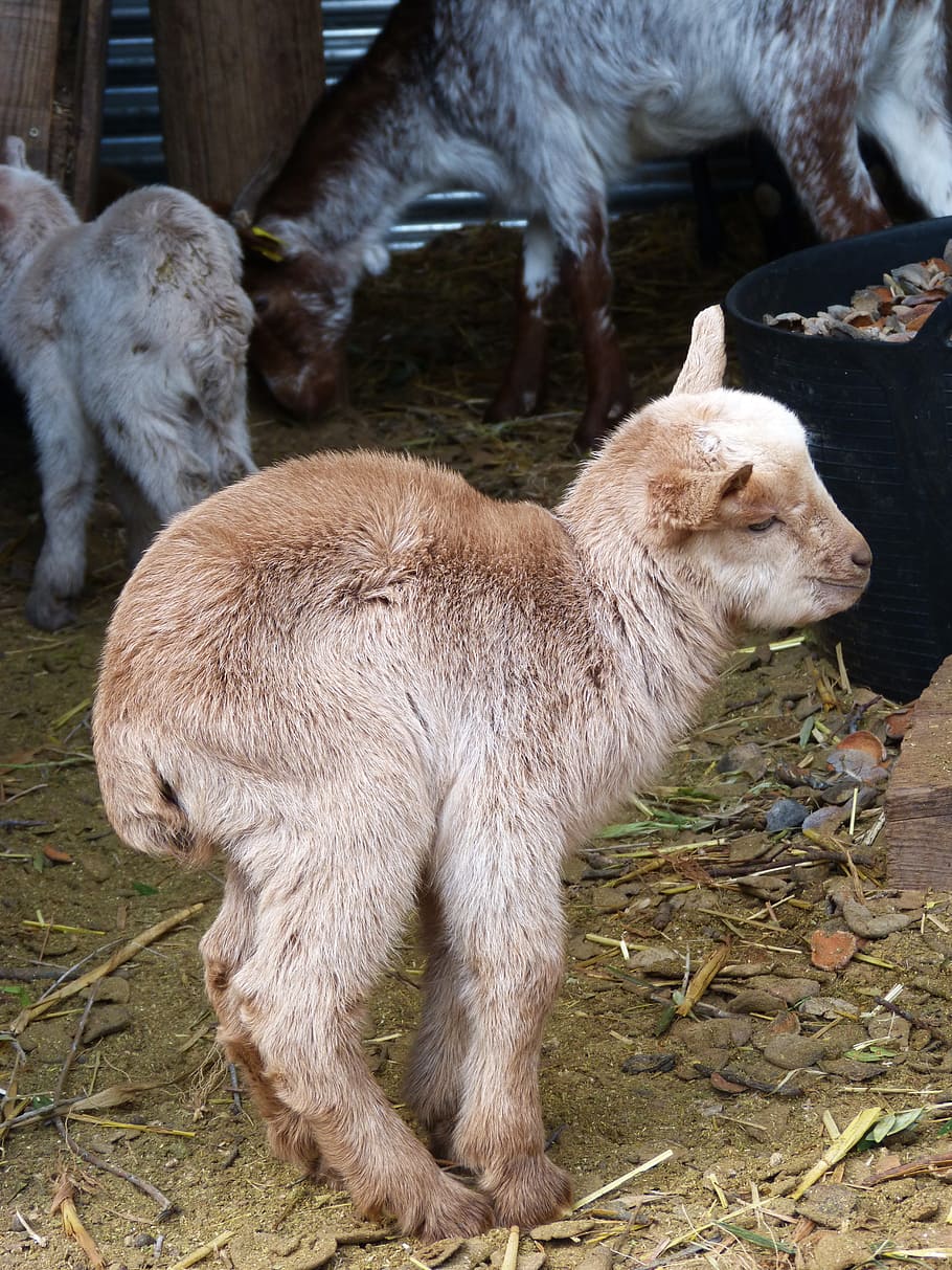 kid, goat, breeding, newborn, teddy, mammal, animal, animal themes HD wallpaper