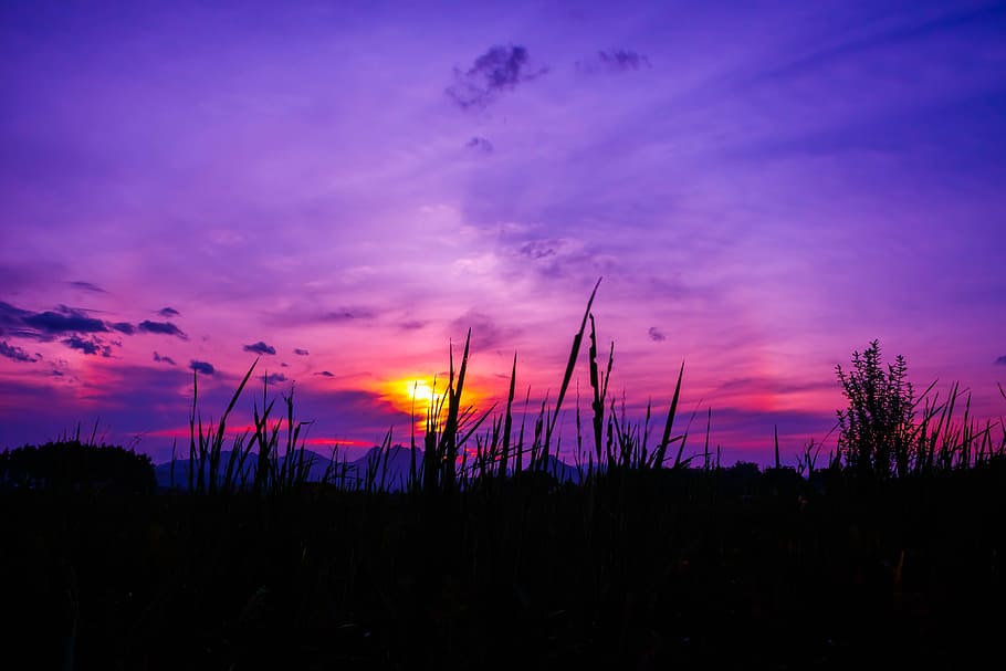 grass under sky, twilight, rainbow, field, sunset, silhouette HD wallpaper