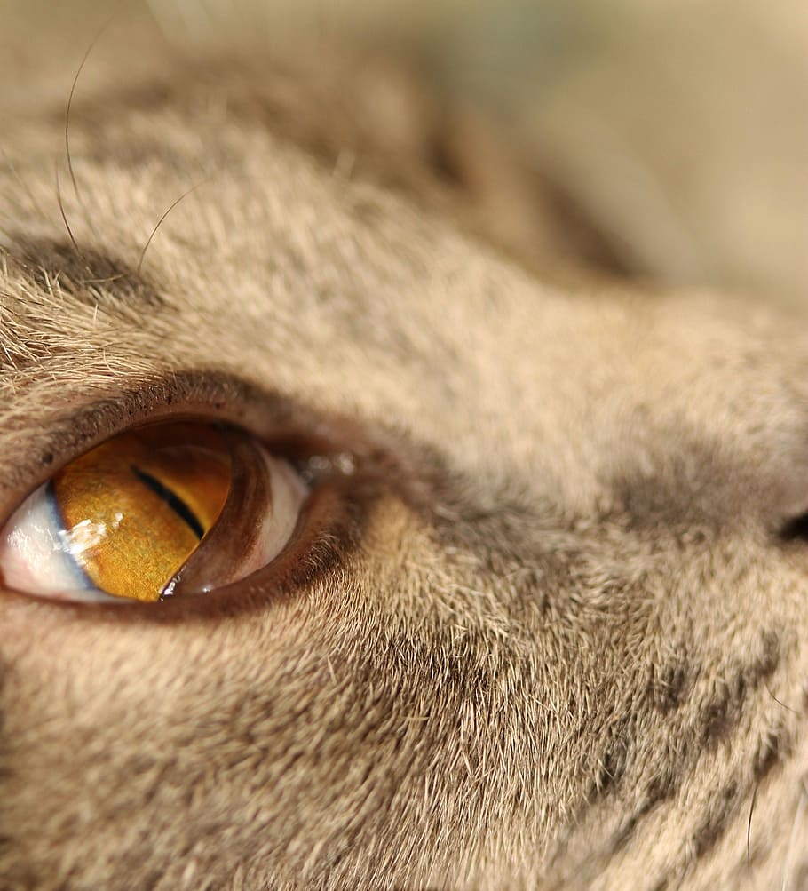 Cat'S Eye, View, Gazing, Roan, one animal, animal body part HD wallpaper