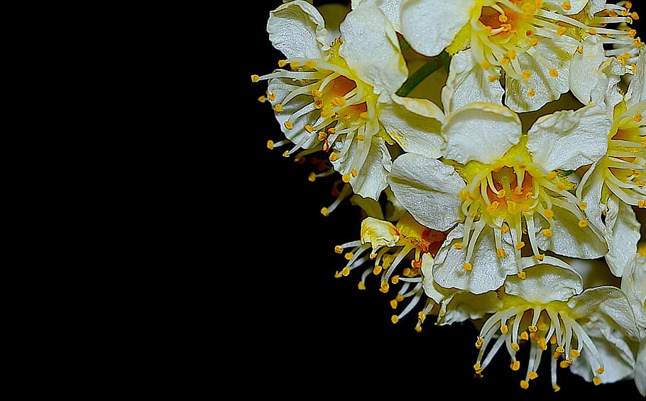 flower, bloom, spring, nature, floral, blooming, plant, blossom HD wallpaper