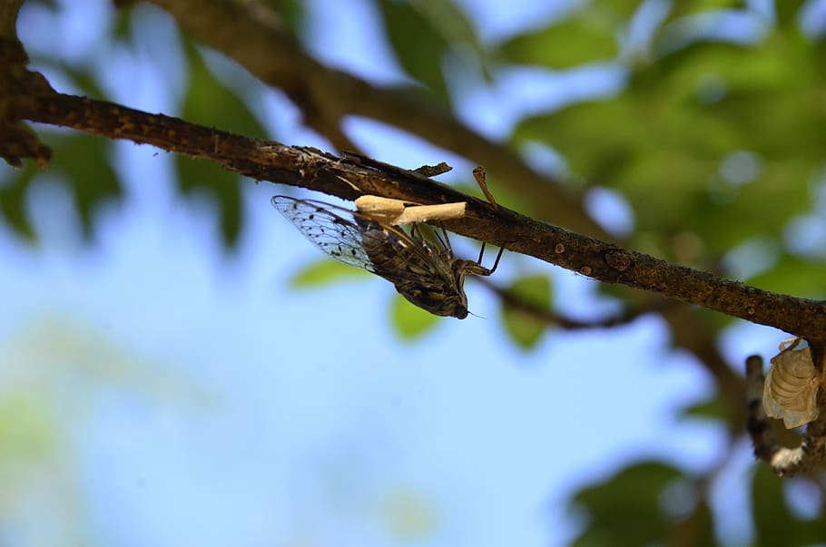 cicada, tree, insect, nature, summer, branch, animals in the wild HD wallpaper