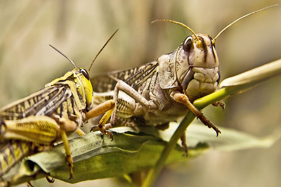 focus photography of two grasshoppers, insect, close, green HD wallpaper