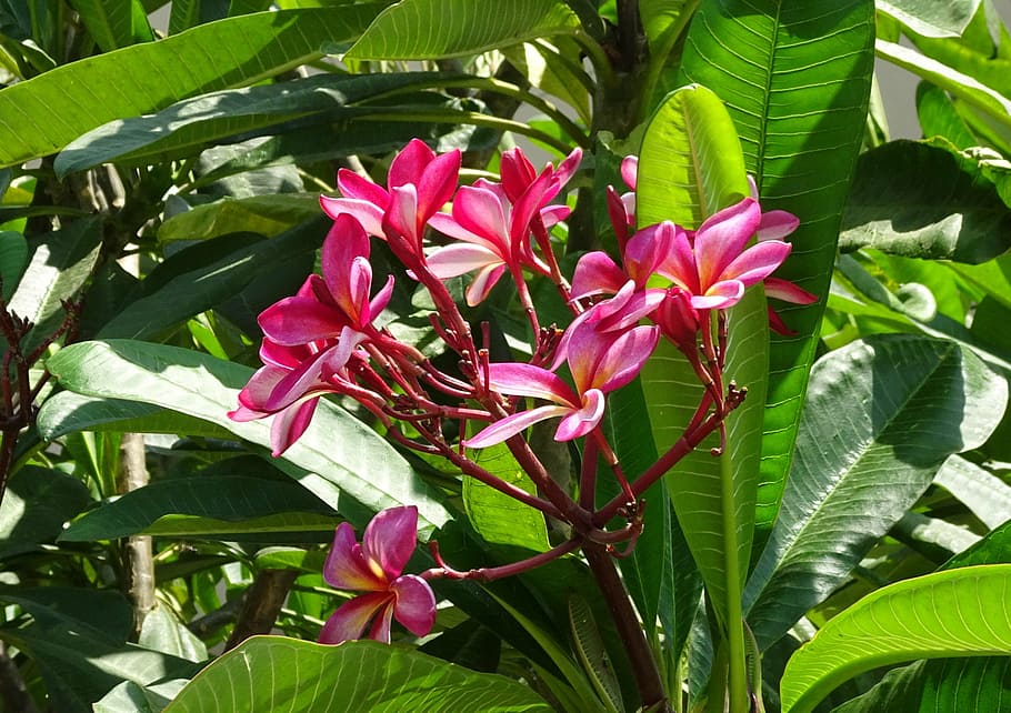 flower, frangipani, khagi leihao, lal gulachin, kathgolap, plumeria rubra, HD wallpaper