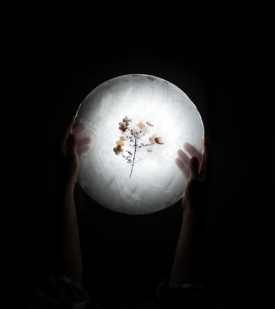 person holding a preserve flower, person holding flower printed glass ornament HD wallpaper