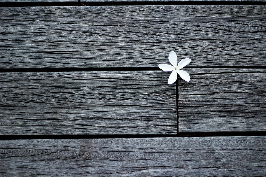 Sprouted in the impossible…, white flower on gray wooden panel, HD wallpaper