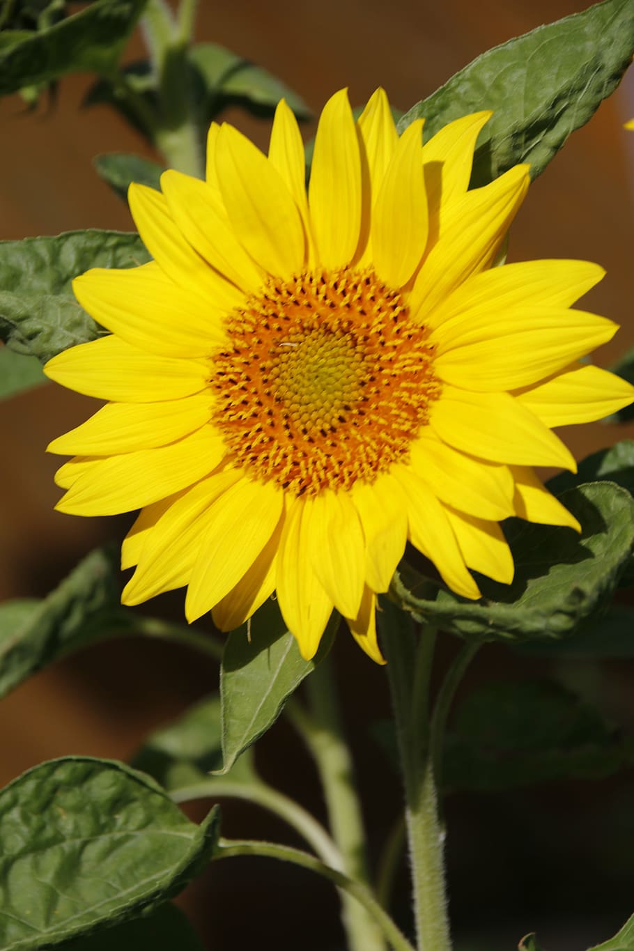 sun flower, large, blossom, bloom, flowering plant, yellow HD wallpaper