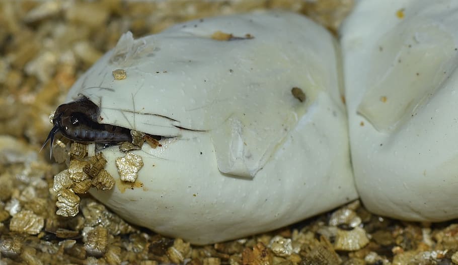 selective focus photography of black snake out in shell, egg HD wallpaper