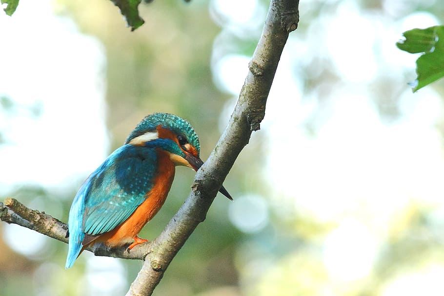 Kingfisher, Bird, Wild, animal wildlife, one animal, animals in the wild HD wallpaper