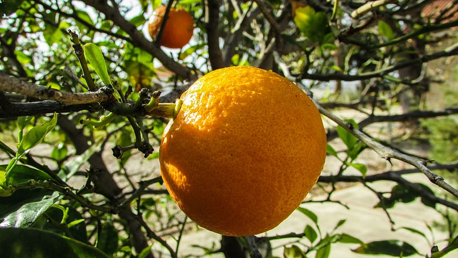 orange, tree, fruit, garden, spring, cyprus, citrus Fruit, nature HD wallpaper