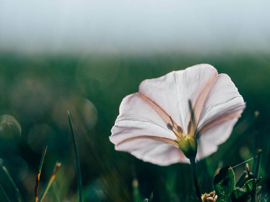 bloom, blossom, flora, flower, grass, macro, plant, royalty  images HD wallpaper