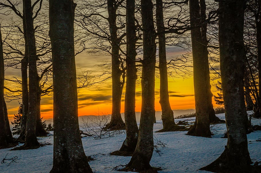 trees near snow capped ground during sunset, kandel, black forest HD wallpaper