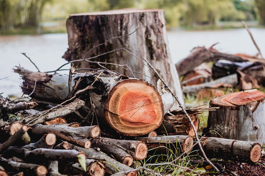 trunk, wood, nature, green, texture, shell, default, natural HD wallpaper