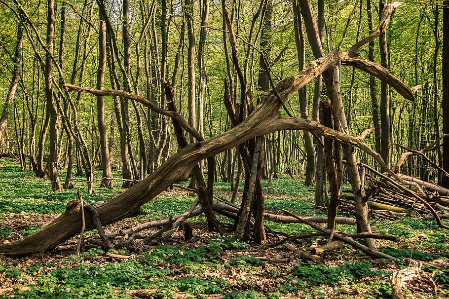 forest, wood, nature, tree, landscape, leaf, sun, tree stump HD wallpaper