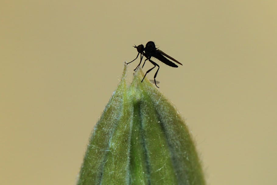 Fly, Insect, Animal, Animals, flight insect, insect macro, silhouette HD wallpaper