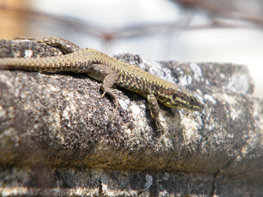 lizard, nature, animals, animal themes, reptile, animal wildlife HD wallpaper