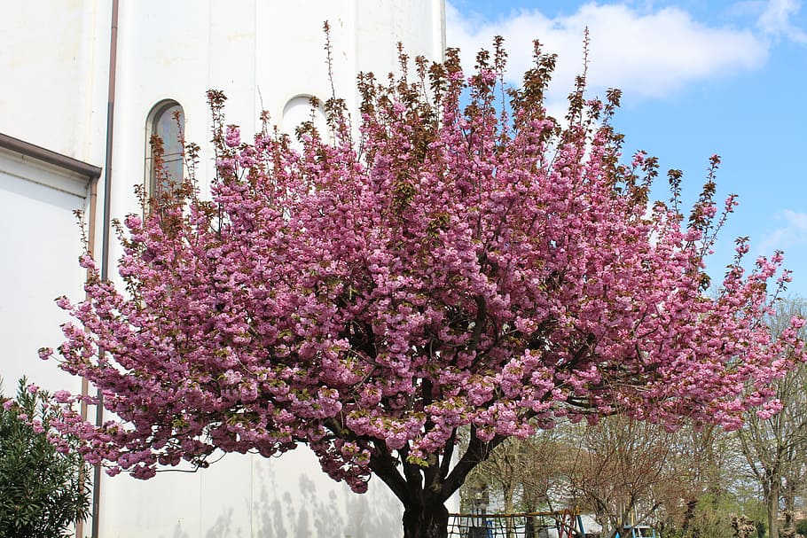 Bloom, Tree, Spring, Spring, Flowers, spring flowers, red, nature HD wallpaper