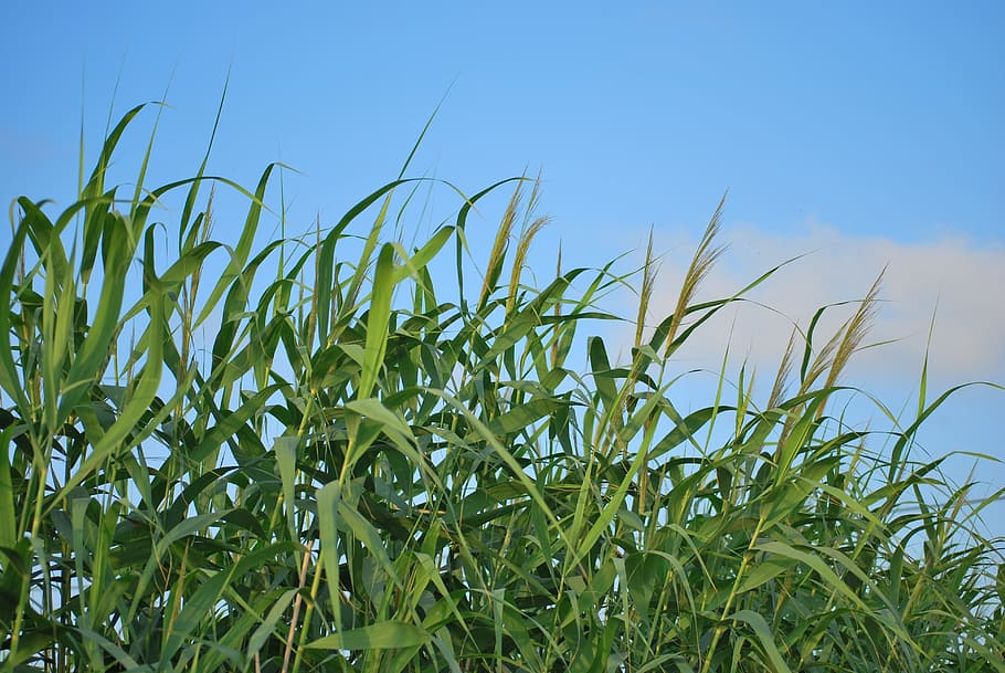 cañas, sky, nature, agriculture, plant, growth, blue, farm HD wallpaper