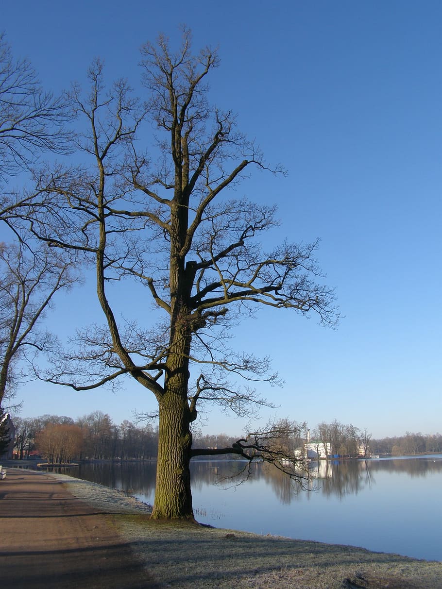Morning, Trees, Pond, Spring, sky, park, bare tree, reflection HD wallpaper