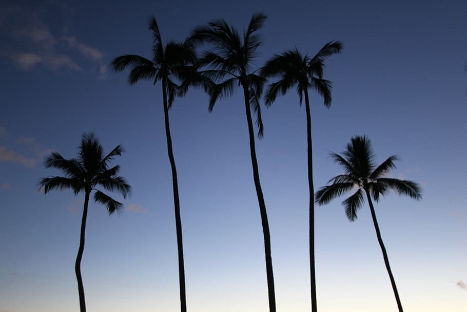 coconut trees, idyllic, nature, palm, palm trees, paradise HD wallpaper