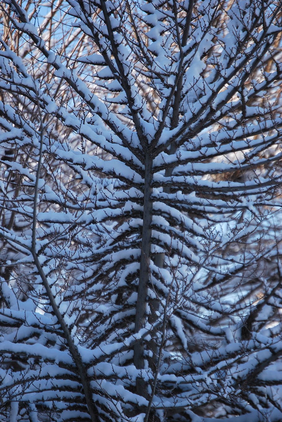branch, tree, snow, winter, nature, cold temperature, plant HD wallpaper