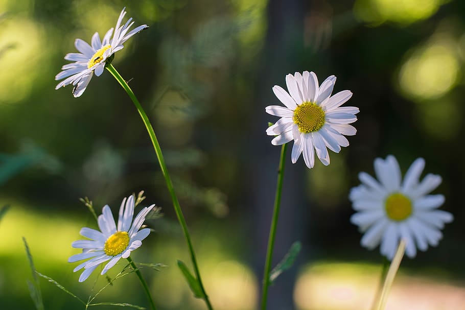 Daisy, Flower, Nature, summer, the finnish nature, growth, plant HD wallpaper