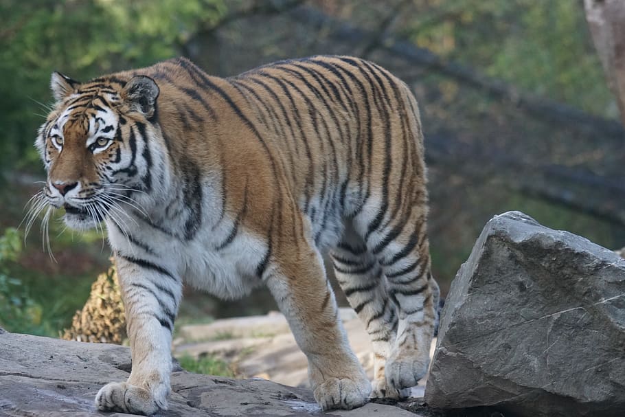 brown tiger near gray rock, animals, predator, amurtiger, feline HD wallpaper
