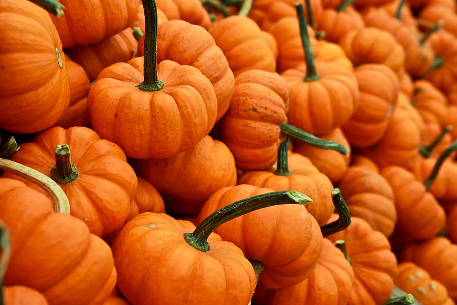 bunch of pumpkin, bunch of pumpkins, orange, autumn, fall, gourd HD wallpaper