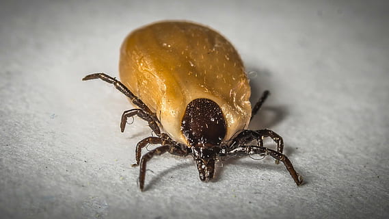 brown tick, macro, close, lyme disease, creature, tbe, animal HD wallpaper