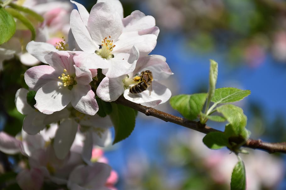 bee, flower, insect, tree, plans, pollen, wasp, apple tree HD wallpaper