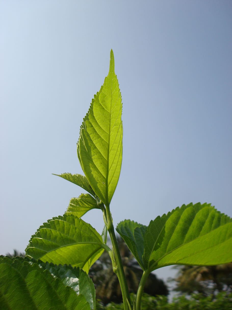 leaf, flora, nature, growth, ecology, plant part, green color HD wallpaper