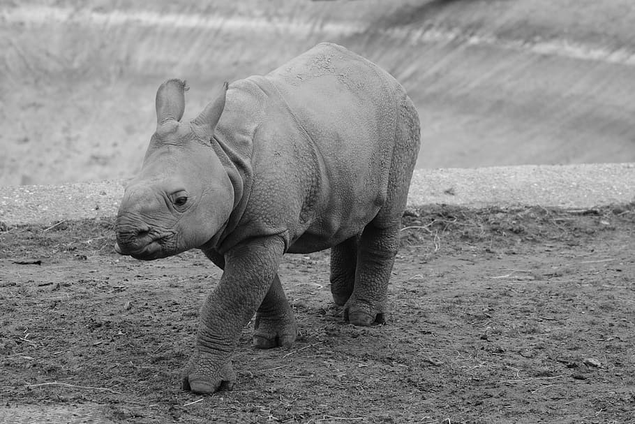 Baby rhino 1080P, 2K, 4K, 5K HD wallpapers free download | Wallpaper Flare