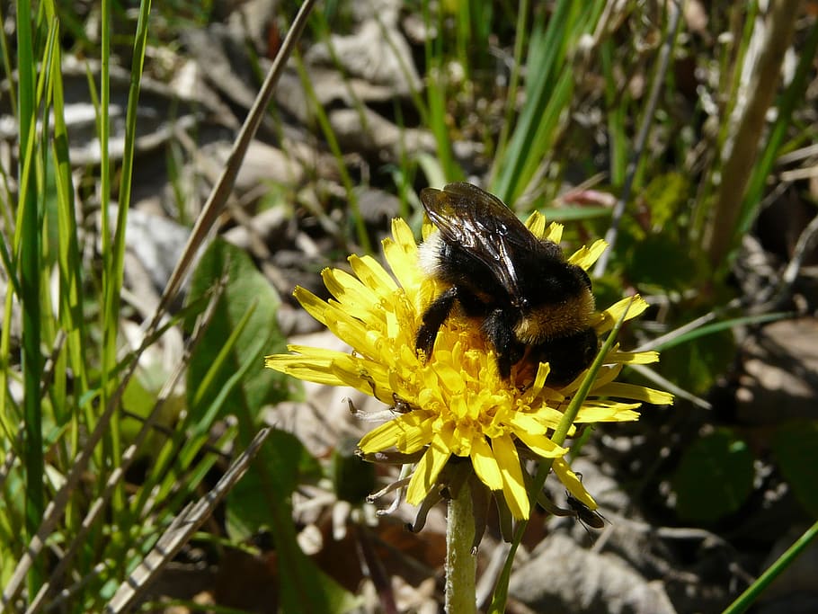 spring, dandelion, yellow, bumble-bee, animal themes, animals in the wild HD wallpaper