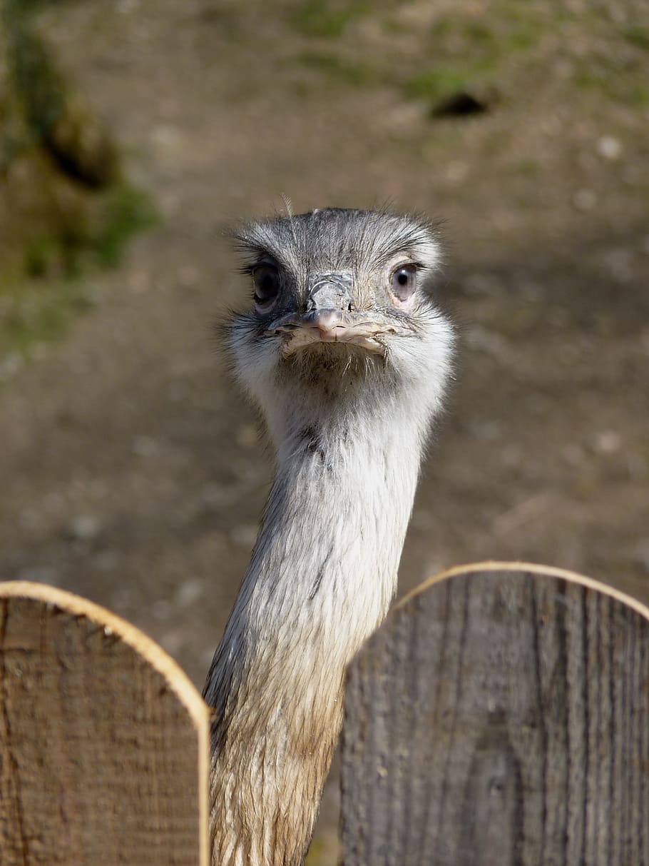 Rhea, Flightless Bird, Bird, Bird, Head, rhea bird, bill, big bird HD wallpaper