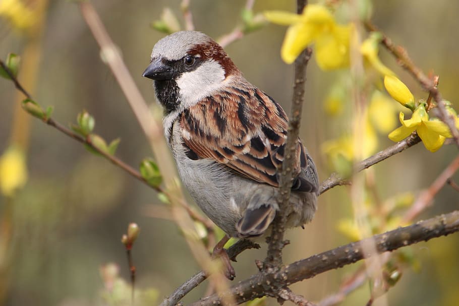 sparrow bird perched on the tree branch, sperling, close, nature HD wallpaper