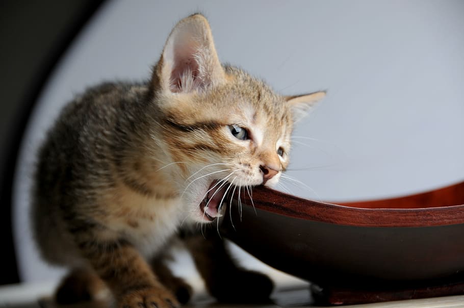 short-furred brown and black kitten chewing on wood inside well lighted room HD wallpaper