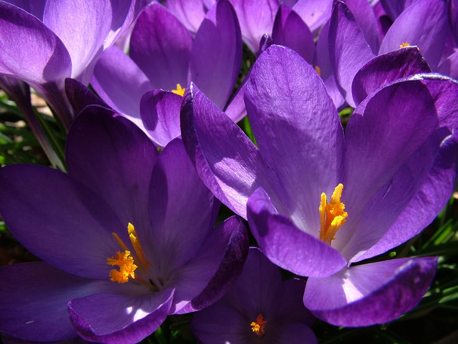 spring, crocus, purple, flower, plant, violet, nature, petal HD wallpaper