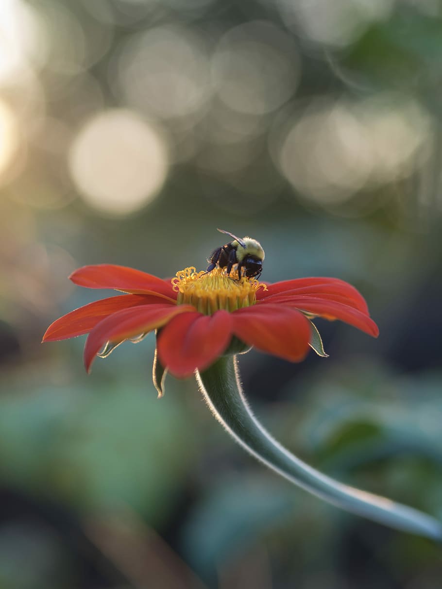 selective focus photography of bee on top of red petaled flower, macro photography of bee on red flower