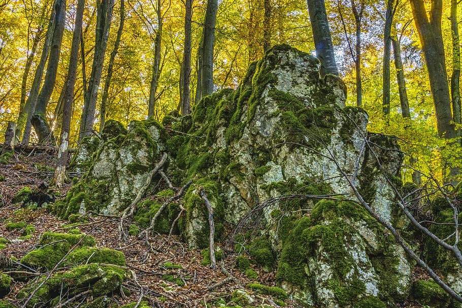 tree, forest, rock, stone, overgrown, idyll, idyllic, nature HD wallpaper