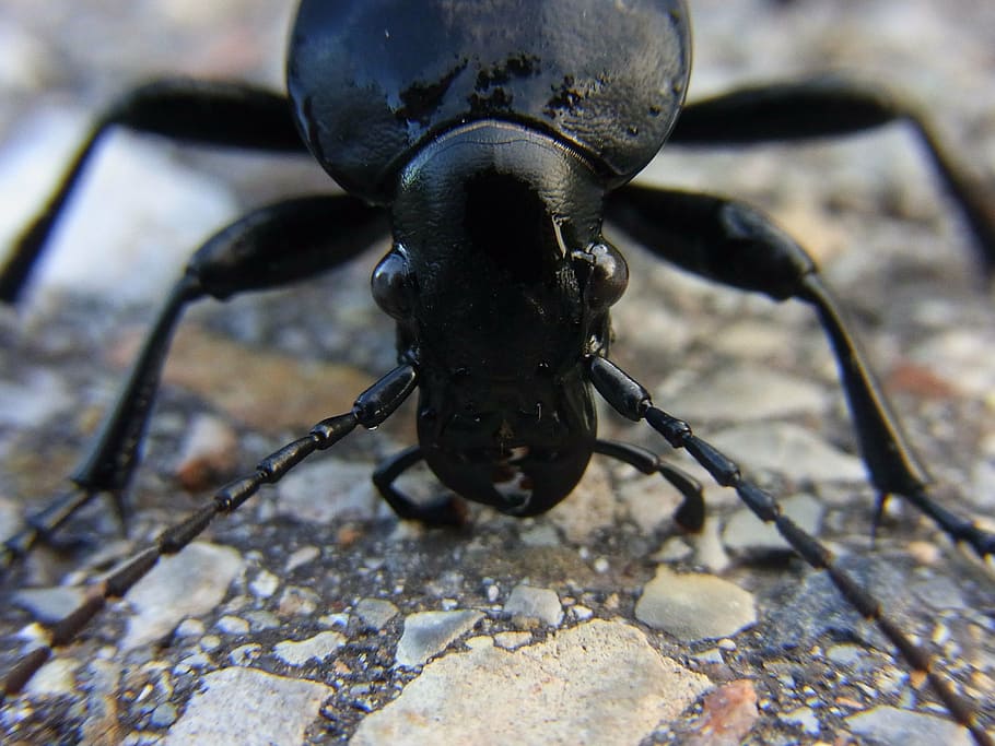 insect, beetle, ground beetles, carabus, nature, animal, forest HD wallpaper