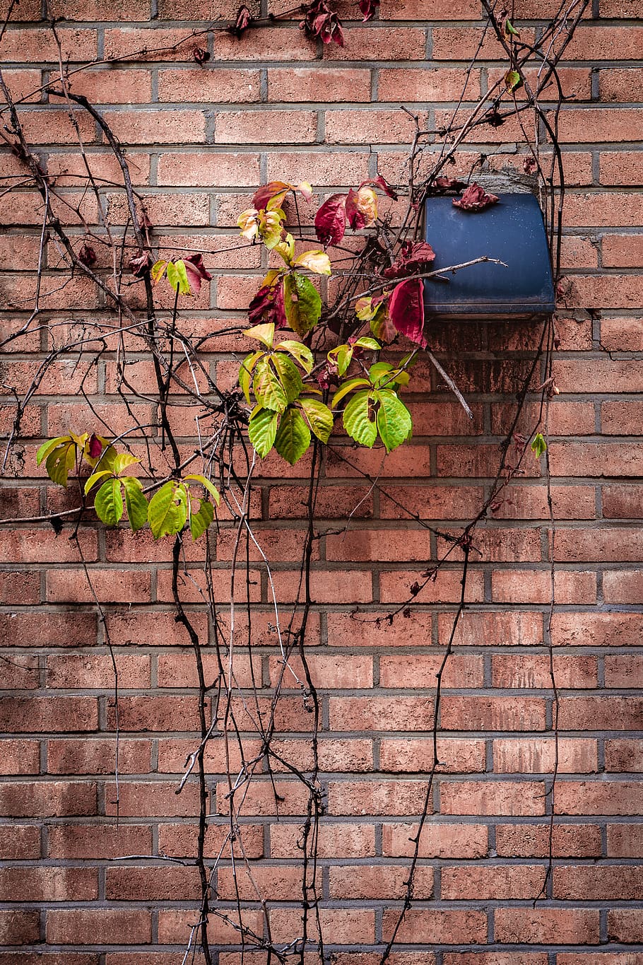 brick, wall, warm, texture, plant, brick wall, wall - building feature HD wallpaper
