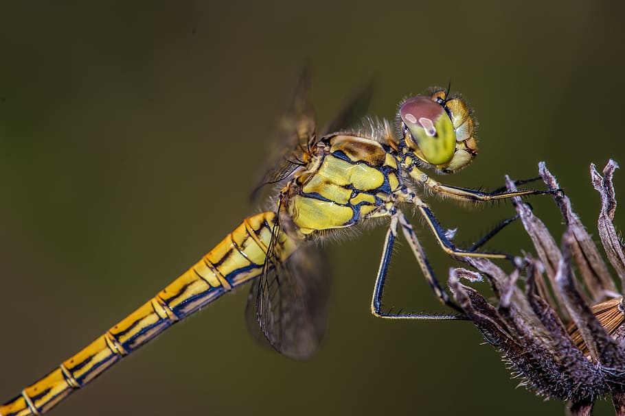 dragonfly, flower, wing, insect, close, yellow dragonfly, eye HD wallpaper