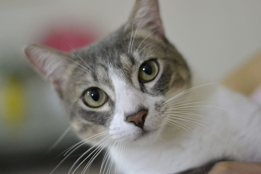 selective focus photography of gray and white cat, cute, kitten HD wallpaper