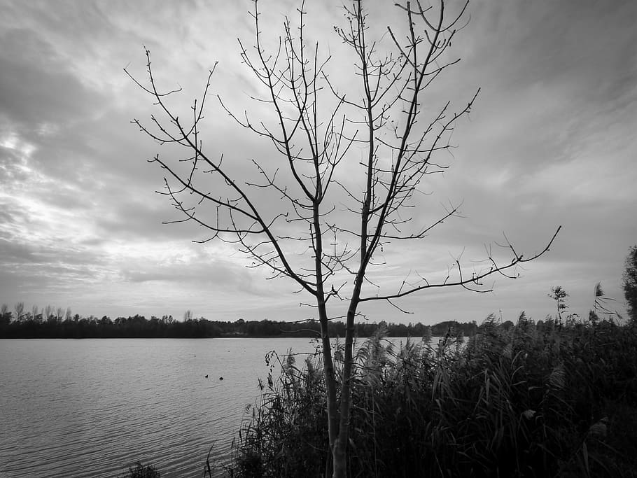 bush, tree, lake, autumn, dark, darkness, clouds, black and white HD wallpaper