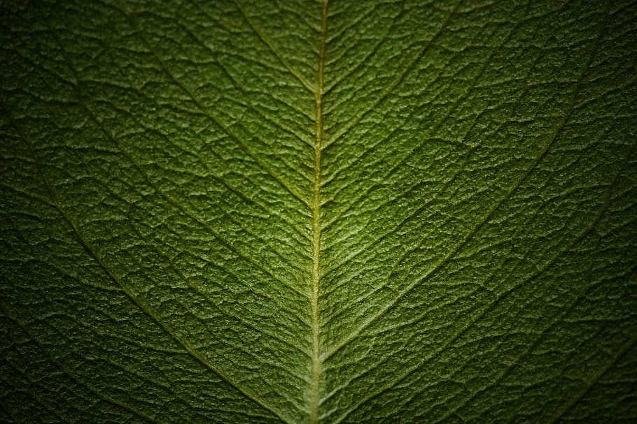 vein, the leaves, leaf, plant part, green color, leaf vein HD wallpaper