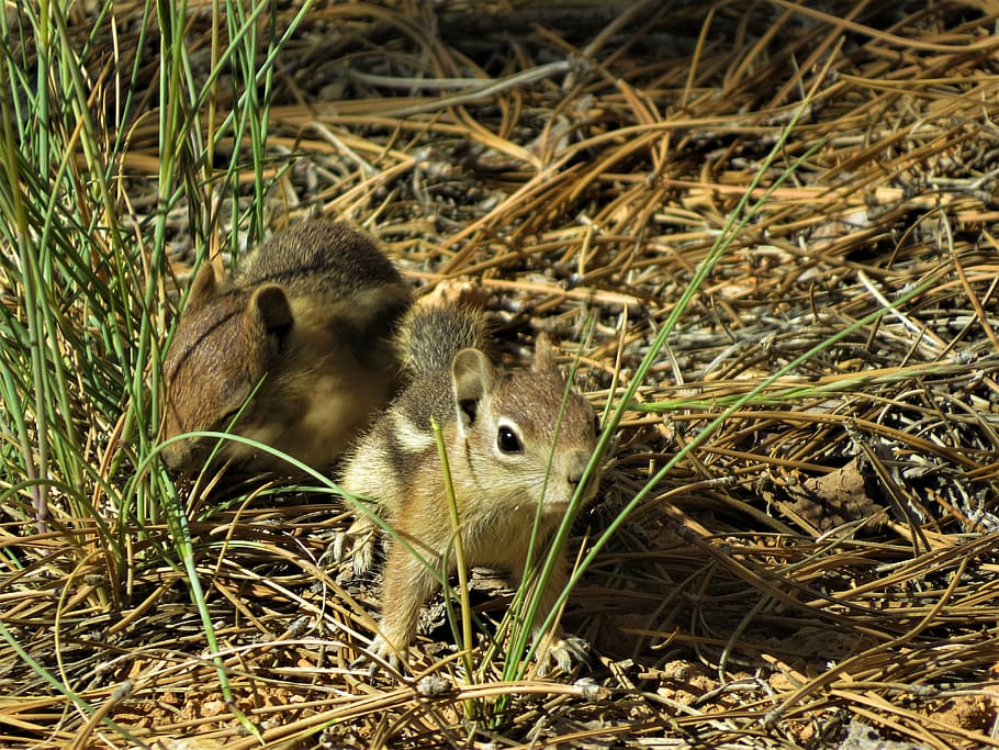 chipmunk, rodent, cute, hiking, bryce canyon, animal themes HD wallpaper